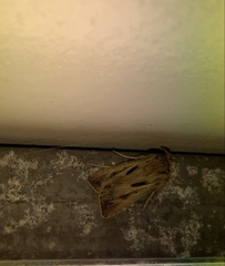 Agrotis innominata