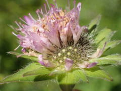 Knautia basaltica