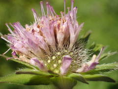 Knautia basaltica