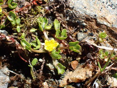 Ranunculus maculatus