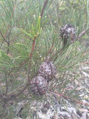 Hakea propinqua