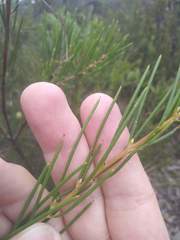 Hakea propinqua