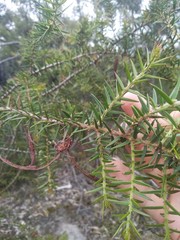 Acacia oxycedrus