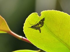 Glyphodes onychinalis