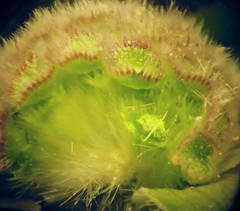 Knautia integrifolia