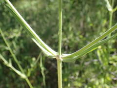 Knautia integrifolia