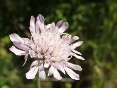 Knautia integrifolia
