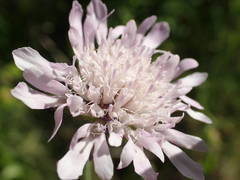 Knautia integrifolia
