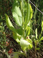 Knautia integrifolia