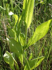 Knautia integrifolia