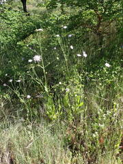 Knautia integrifolia