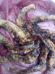 Coscinasterias tenuispina