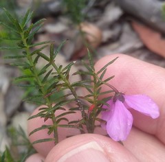 Tetratheca ericifolia