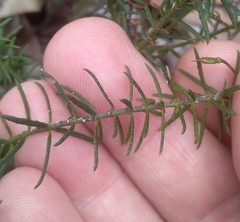 Tetratheca ericifolia