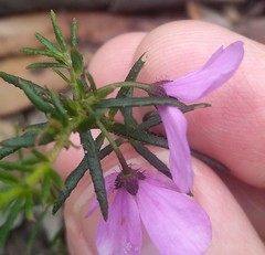 Tetratheca ericifolia