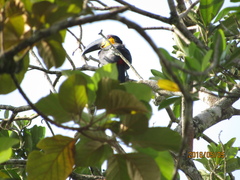 Ramphastos vitellinus