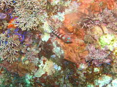 Notoclinops segmentatus