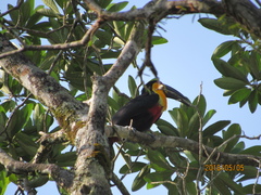 Ramphastos vitellinus
