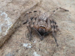 Neosparassus calligaster