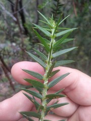 Acacia oxycedrus