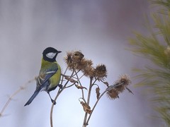 Parus major