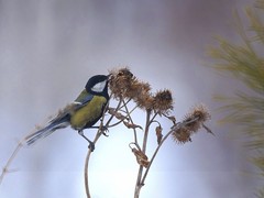 Parus major