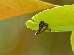 Glyphodes onychinalis