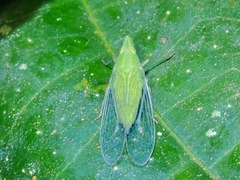 Dictyopharina