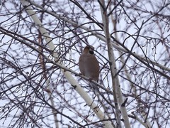Coccothraustes coccothraustes
