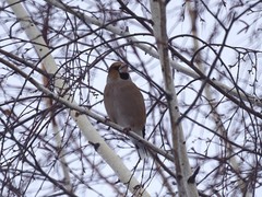 Coccothraustes coccothraustes
