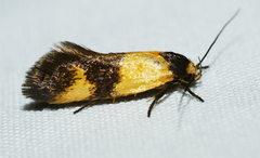 Antipterna euanthes