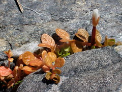 Epilobium komarovianum