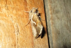 Macdunnoughia confusa