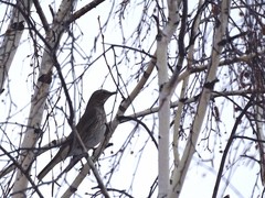 Turdus atrogularis