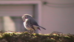 Motacilla alba