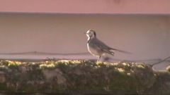 Motacilla alba