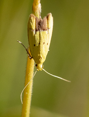 Gymnobathra flavidella