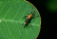 Coquillettidia xanthogaster