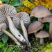 Neohygrocybe nitrata - Photo (c) Nicolò Oppicelli, algunos derechos reservados (CC BY-NC), subido por Nicolò Oppicelli