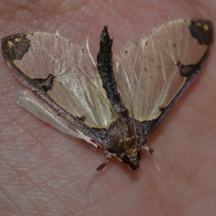 Glyphodes perelegans