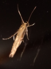 Stathmopoda skelloni