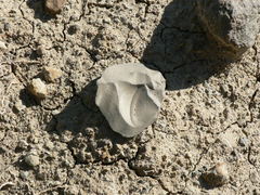 Homo heidelbergensis