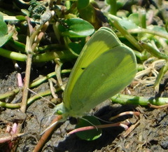 Colias alexandra apache