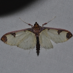 Glyphodes perelegans