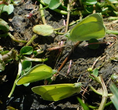 Colias alexandra apache