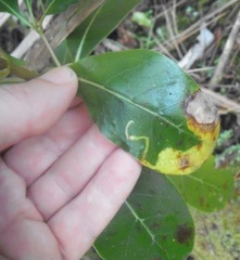 Corythoxestis zorionella
