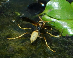 Mischocyttarus navajo