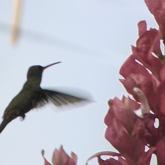 Chlorostilbon lucidus