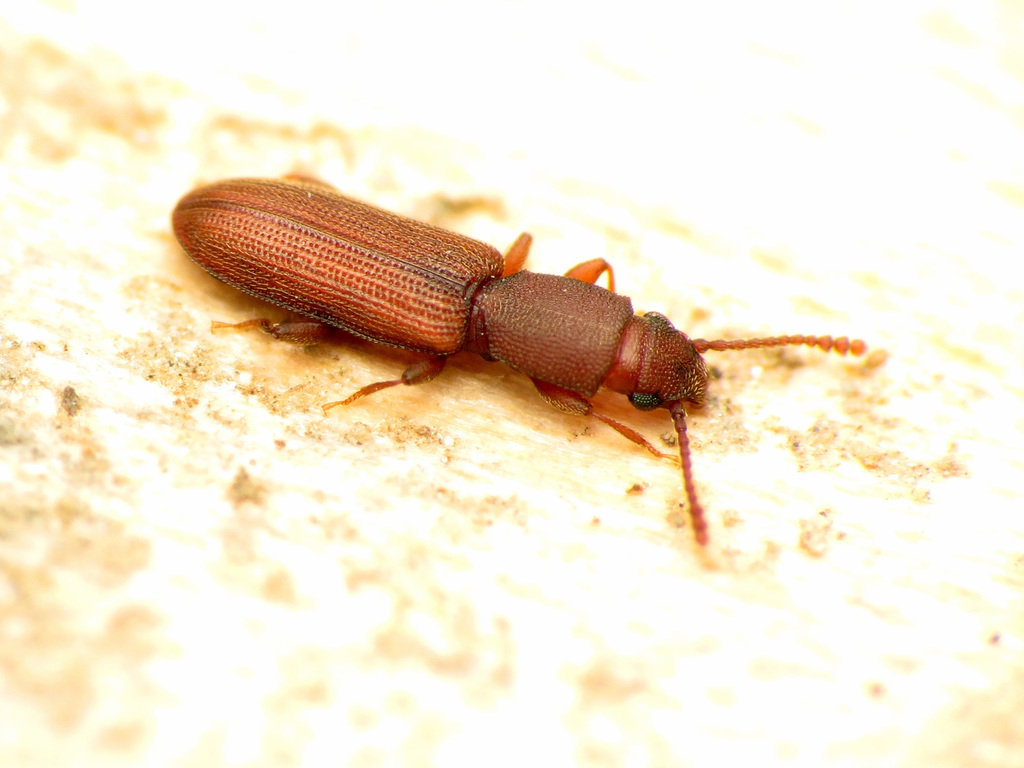 Silvanus