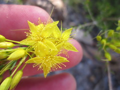 Calytrix flavescens